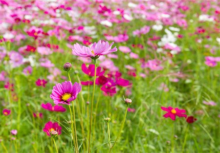 Field of pink cosmos flowers  in Thailand Photographie de stock - Aubaine LD & Abonnement, Code: 400-06524301