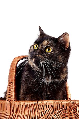 Portrait a cat in a wattled basket on a white background Stockbilder - Microstock & Abonnement, Bildnummer: 400-06524404
