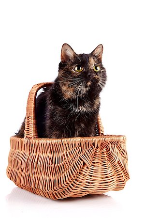 Cat in a wattled basket on a white background Fotografie stock - Microstock e Abbonamento, Codice: 400-06524403