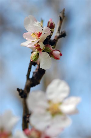 Almond tree branch detail buds and blooming flowers in the spring. Selective focus. Stock Photo - Budget Royalty-Free & Subscription, Code: 400-06524416