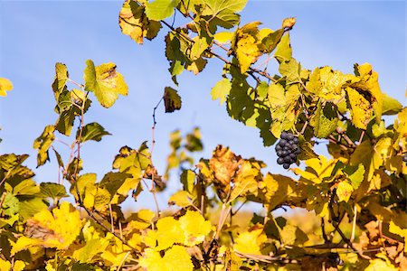 Piemonte Region, Italy: vineyard during autumn season Foto de stock - Super Valor sin royalties y Suscripción, Código: 400-06524828