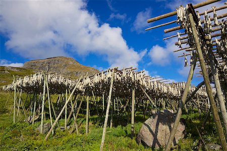 sakrisoy - Traditional way of drying stockfish on Lofoten islands in Norway Photographie de stock - Aubaine LD & Abonnement, Code: 400-06524905