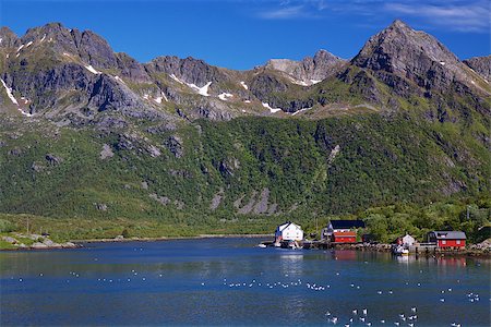 fiord gulls - Scenic fishing village of Kalle by the fjord on Lofoten islands in Norway Stock Photo - Budget Royalty-Free & Subscription, Code: 400-06525139