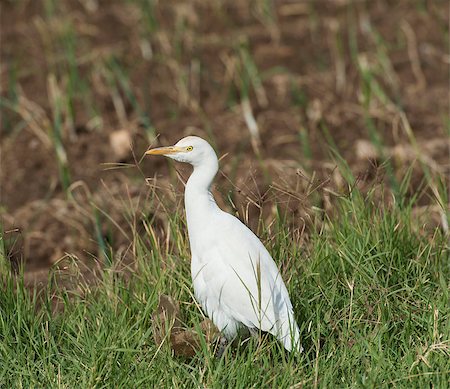 Cattle egret bubulcus ibis stood in a grassy meadow Stockbilder - Microstock & Abonnement, Bildnummer: 400-06525249