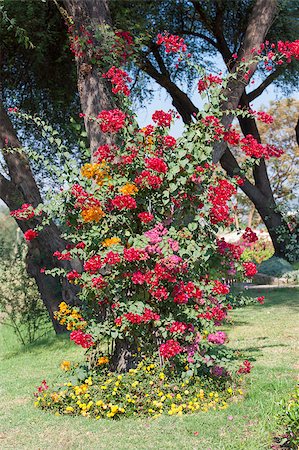 Several bougainvillea bushes of different colours growing around a tree Stock Photo - Budget Royalty-Free & Subscription, Code: 400-06525252