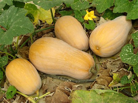 simsearch:400-05356597,k - butternut squashes growing on vine Stock Photo - Budget Royalty-Free & Subscription, Code: 400-06525497