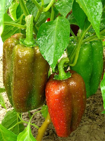 paprika in water - sweet pepper plant with ripening fruits Stock Photo - Budget Royalty-Free & Subscription, Code: 400-06525492