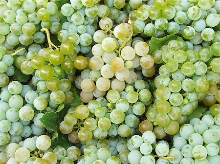 simsearch:400-05347888,k - fresh harvested grapes as food background Foto de stock - Super Valor sin royalties y Suscripción, Código: 400-06525493