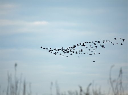 Flock of Barnacle Geese in V formation flying in to roost during late winter afternoon Foto de stock - Super Valor sin royalties y Suscripción, Código: 400-06525582