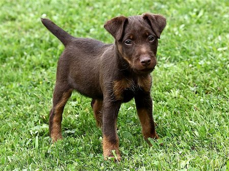 puppy in the park - Portrait of American Stafford-shire Terrier on the green grass Stock Photo - Budget Royalty-Free & Subscription, Code: 400-06525741