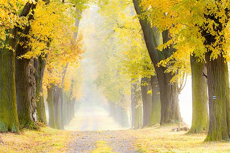 phbcz (artist) - autumnal alley Stock Photo - Budget Royalty-Free & Subscription, Code: 400-06526184