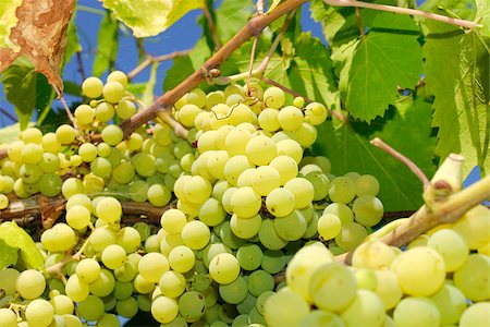 paolikphoto (artist) - Bunches of grapes before harvest. Stock Photo - Budget Royalty-Free & Subscription, Code: 400-06526304