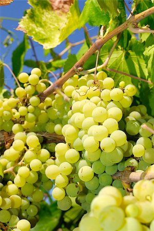 paolikphoto (artist) - Bunches of grapes before harvest. Stock Photo - Budget Royalty-Free & Subscription, Code: 400-06526305