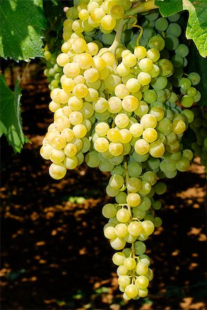 paolikphoto (artist) - Bunches of grapes before harvest. Stock Photo - Budget Royalty-Free & Subscription, Code: 400-06526306