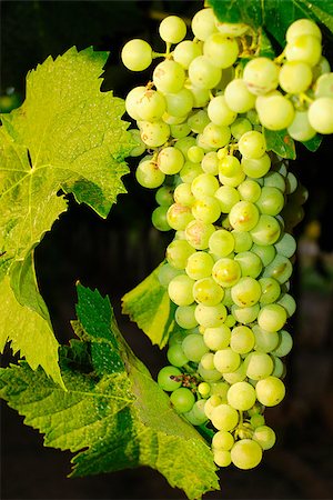 paolikphoto (artist) - Bunches of grapes before harvest. Stock Photo - Budget Royalty-Free & Subscription, Code: 400-06526307