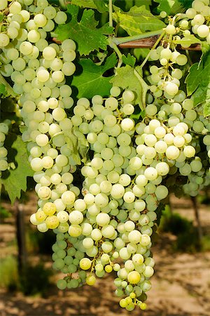 paolikphoto (artist) - Bunches of grapes before harvest. Stock Photo - Budget Royalty-Free & Subscription, Code: 400-06526309
