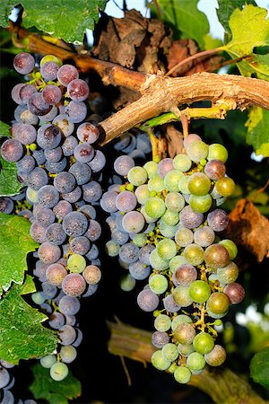 paolikphoto (artist) - Bunches of grapes before harvest. Stock Photo - Budget Royalty-Free & Subscription, Code: 400-06526310