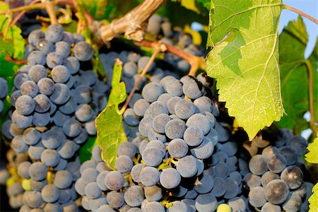 paolikphoto (artist) - Bunches of grapes before harvest. Stock Photo - Budget Royalty-Free & Subscription, Code: 400-06526311