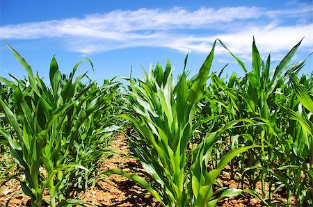 Green cornfield at south of Portugal Photographie de stock - Aubaine LD & Abonnement, Code: 400-06526346