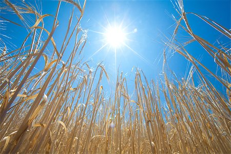 simsearch:400-04872162,k - growing wheat and sun in the sky Stock Photo - Budget Royalty-Free & Subscription, Code: 400-06526543