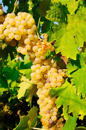 paolikphoto (artist) - Bunches of grapes before harvest. Stock Photo - Budget Royalty-Free & Subscription, Code: 400-06526707