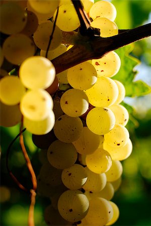 paolikphoto (artist) - Bunches of grapes before harvest. Stock Photo - Budget Royalty-Free & Subscription, Code: 400-06526708