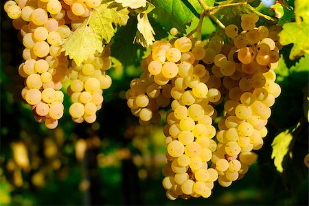 paolikphoto (artist) - Bunches of grapes before harvest. Stock Photo - Budget Royalty-Free & Subscription, Code: 400-06526709