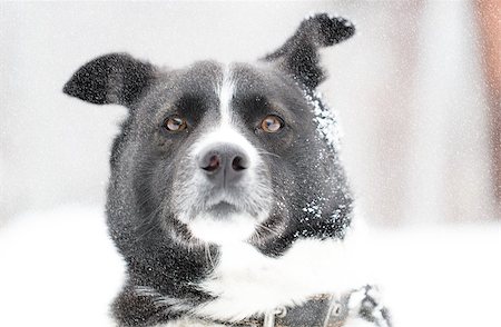 Beautiful dog standing under snowfall winter day Photographie de stock - Aubaine LD & Abonnement, Code: 400-06526718