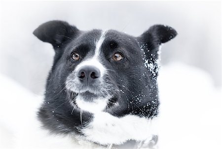 Beautiful dog standing under snowfall winter day Stock Photo - Budget Royalty-Free & Subscription, Code: 400-06526719