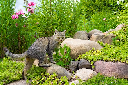 Cat hunts on stones in sunny summer day Stock Photo - Budget Royalty-Free & Subscription, Code: 400-06526722