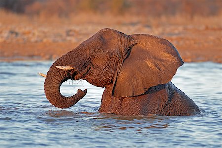 simsearch:400-07216532,k - African elephant (Loxodonta africana) playing in water, Etosha National Park, Namibia Foto de stock - Super Valor sin royalties y Suscripción, Código: 400-06526826