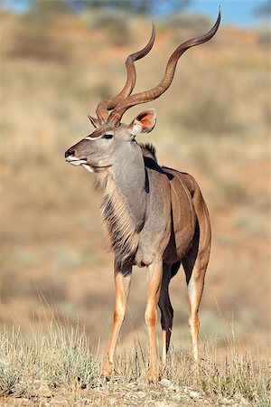 Big male kudu antelope (Tragelaphus strepsiceros), Kalahari desert, South Africa Foto de stock - Super Valor sin royalties y Suscripción, Código: 400-06526828