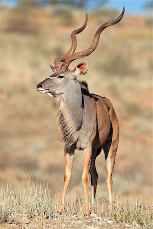 Big male kudu antelope (Tragelaphus strepsiceros), Kalahari desert, South Africa Photographie de stock - Aubaine LD & Abonnement, Code: 400-06526828