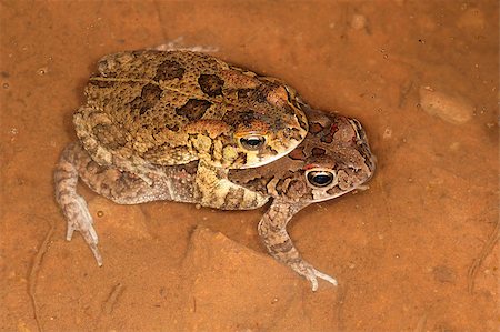 Mating guttural toads (Amietophrynus gutturalis) in water, South Africa Stock Photo - Budget Royalty-Free & Subscription, Code: 400-06526829