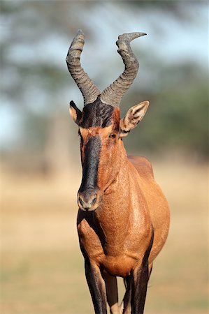 Portrait of a red hartebeest (Alcelaphus buselaphus), Kalahari desert, South Africa Foto de stock - Super Valor sin royalties y Suscripción, Código: 400-06526830