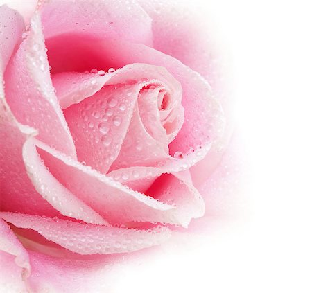 simsearch:400-05094809,k - Beautiful pink rose flower with drops.Shallow focus Stock Photo - Budget Royalty-Free & Subscription, Code: 400-06527376