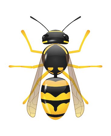 vector glossy symetric wasp on white background, eps 10 file, gradient mesh and transparency used Stock Photo - Budget Royalty-Free & Subscription, Code: 400-06529333