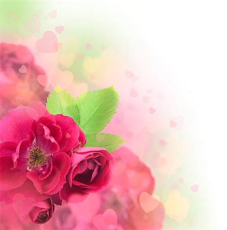 flower border design of rose - Valentine's Day or Wedding Card Background and Soft Hearts Foto de stock - Super Valor sin royalties y Suscripción, Código: 400-06529490