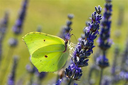 falena - Beatiful butterfly resting on a flower Fotografie stock - Microstock e Abbonamento, Codice: 400-06529628