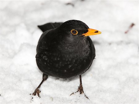 Close up of a male Blackbird searching for food in the snow Stock Photo - Budget Royalty-Free & Subscription, Code: 400-06529661