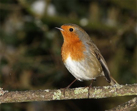 rouge-gorge - A Robin perched on a branch in winter Photographie de stock - Aubaine LD & Abonnement, Code: 400-06529662