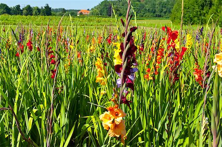 Plantation of Gladioli in Bavaria, Germany Stock Photo - Budget Royalty-Free & Subscription, Code: 400-06529859