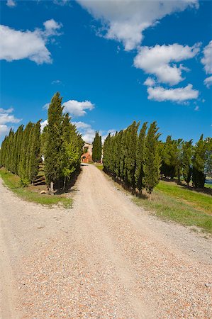 dirt road to farmhouse - Cypress Alley Leading To the Farmer's House in Tuscany Stock Photo - Budget Royalty-Free & Subscription, Code: 400-06529870