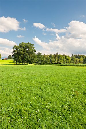 simsearch:400-05732134,k - Pasture in Southern Bavaria, Germany Stock Photo - Budget Royalty-Free & Subscription, Code: 400-06529871
