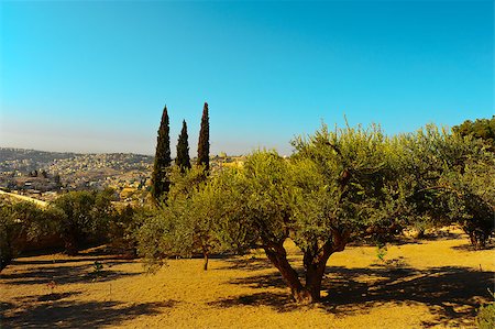 simsearch:400-06176426,k - View to Jerusalem from the Olive Grove on the  Mount of Olive Stockbilder - Microstock & Abonnement, Bildnummer: 400-06529880