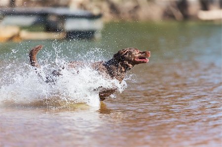 decoy - A Chocolate Labrador jumps into a lake as he trains to retrieve decoys Stock Photo - Budget Royalty-Free & Subscription, Code: 400-06520069