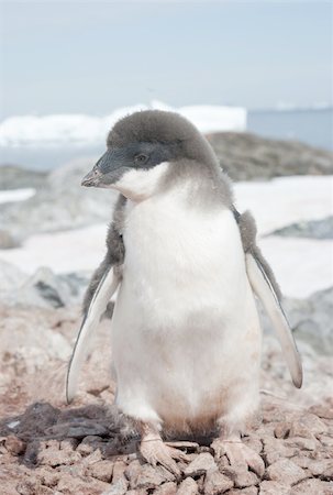 simsearch:400-06069156,k - Young moulting Adelie penguin chick in the background of the sea. Foto de stock - Super Valor sin royalties y Suscripción, Código: 400-06520063