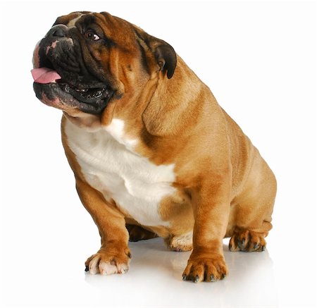 english bulldog sitting looking up on white background Stock Photo - Budget Royalty-Free & Subscription, Code: 400-06520233