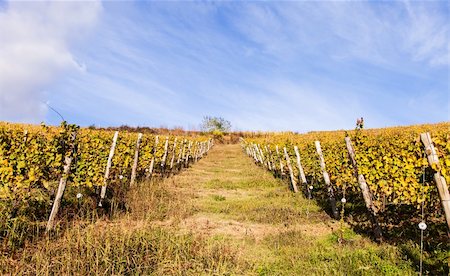 Piemonte Region, Italy: vineyard during autumn season Foto de stock - Super Valor sin royalties y Suscripción, Código: 400-06520266