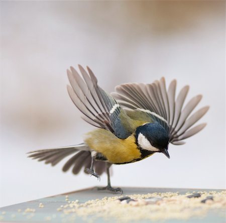 wild Dances Stockbilder - Microstock & Abonnement, Bildnummer: 400-06520423